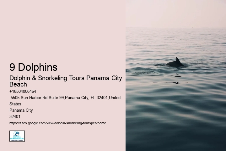 What Time Of The Day Are Dolphins Most Active