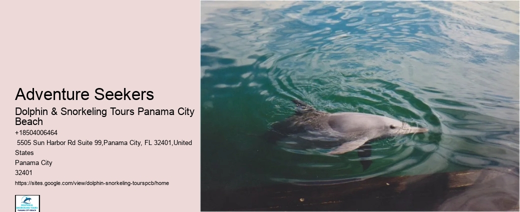 Are There Dolphins Near Panama City Beach