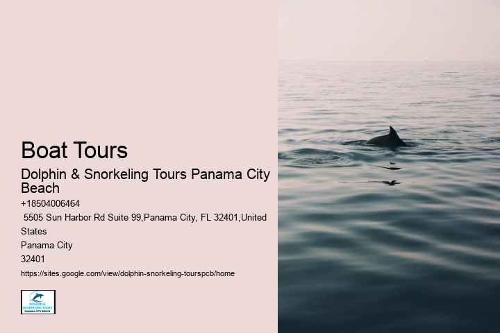 Best Time Of Year And Day To See Dolphins In Destin Florida