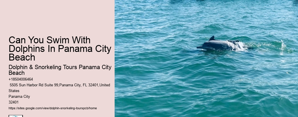 Dolphins Whales & Viewing Info