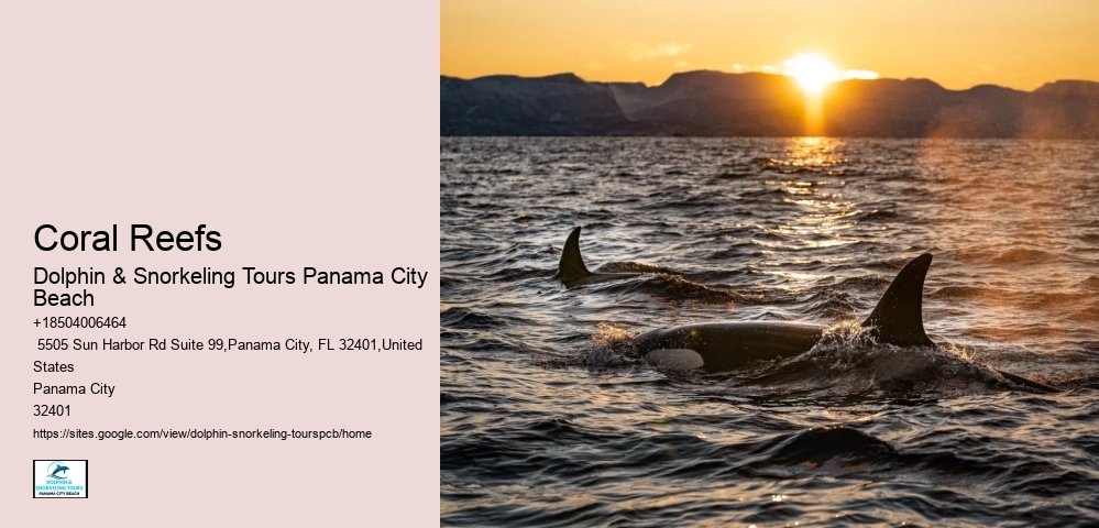 The 5 Best Panama City Scuba Diving & Snorkeling