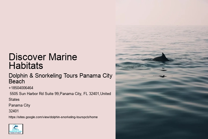 Swim Alongside Marine Life