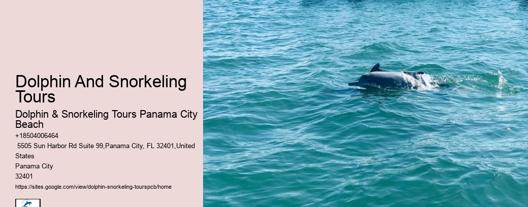 Snorkeling Dolphin Watching Tour