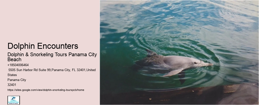Panama City Beach, Dolphin & Snorkeling Tours