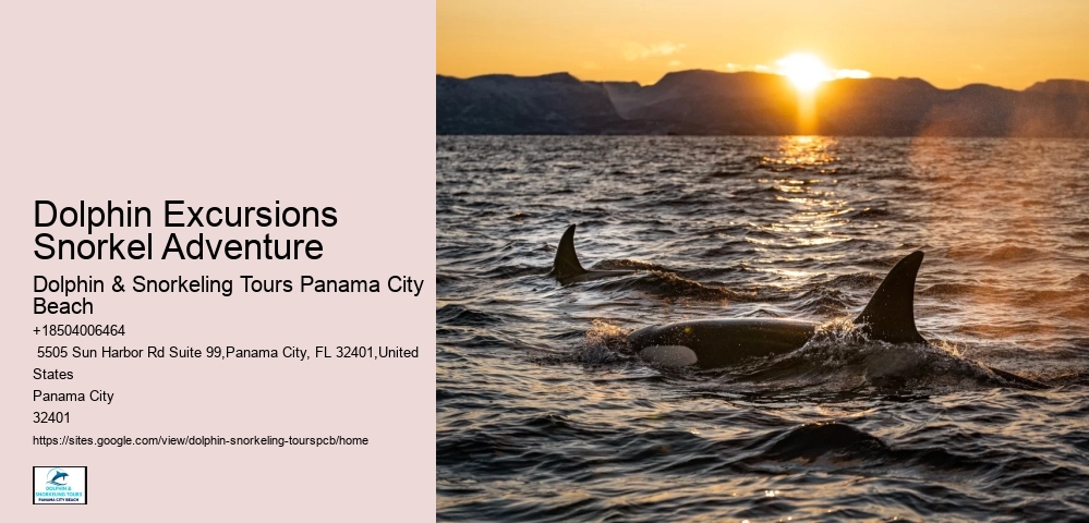How Much Does It Cost To Swim With Dolphins In Florida