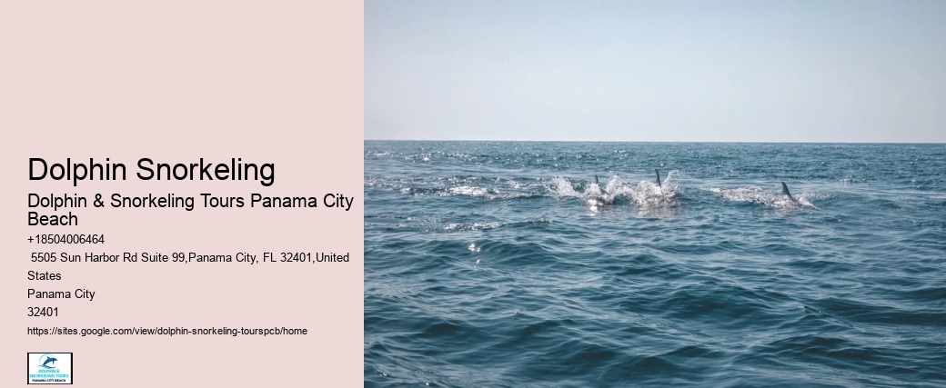 Where Are You Most Likely To See Dolphins In Florida