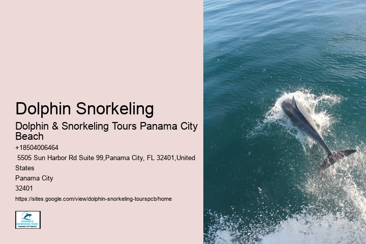 Tips And Advice For Swimming With Dolphins