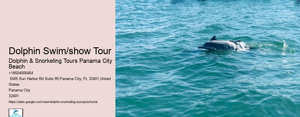 Dolphin & Snorkeling Tours Panama City