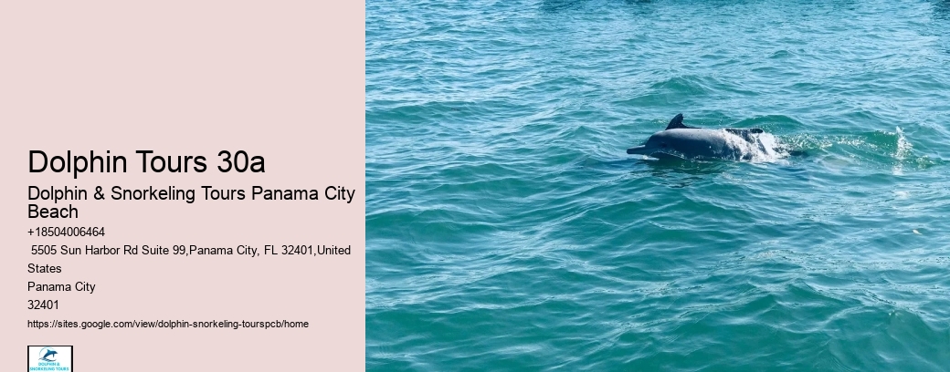 Swim With Dolphins