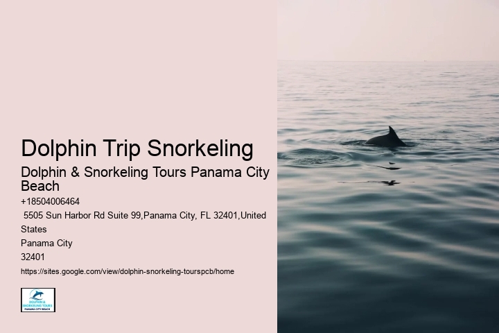 Dolphin Trip Snorkeling