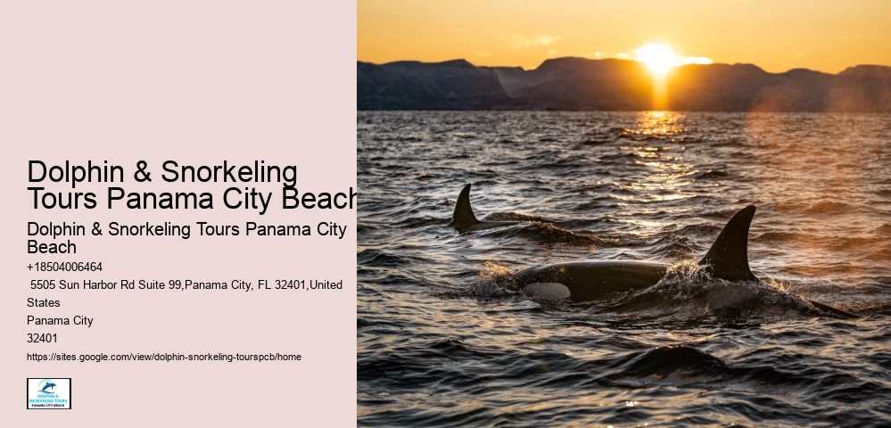 Dolphin Snorkeling Panama City Beach