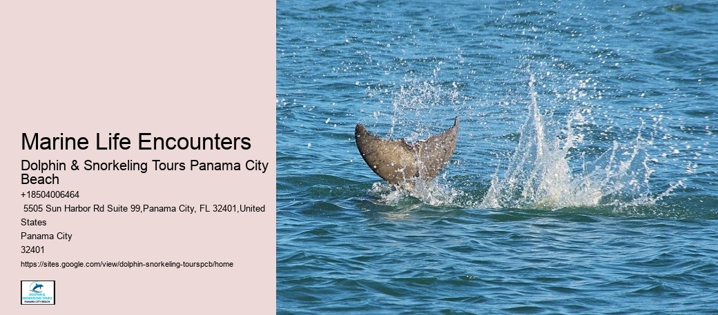 What Time Of Year Are Dolphins In Florida