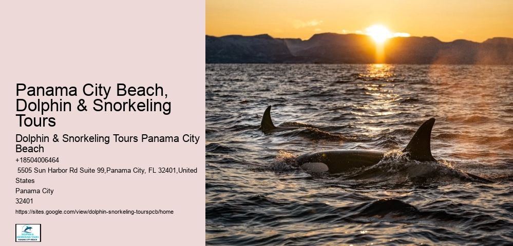 What Time Of Year Is Best For Dolphin Watching