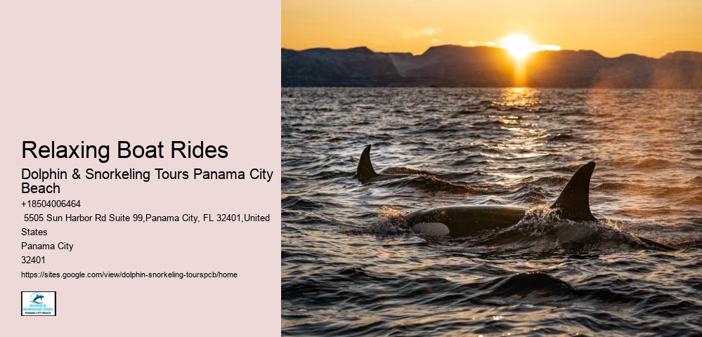 Dolphin Swim Tours Panama City Beach