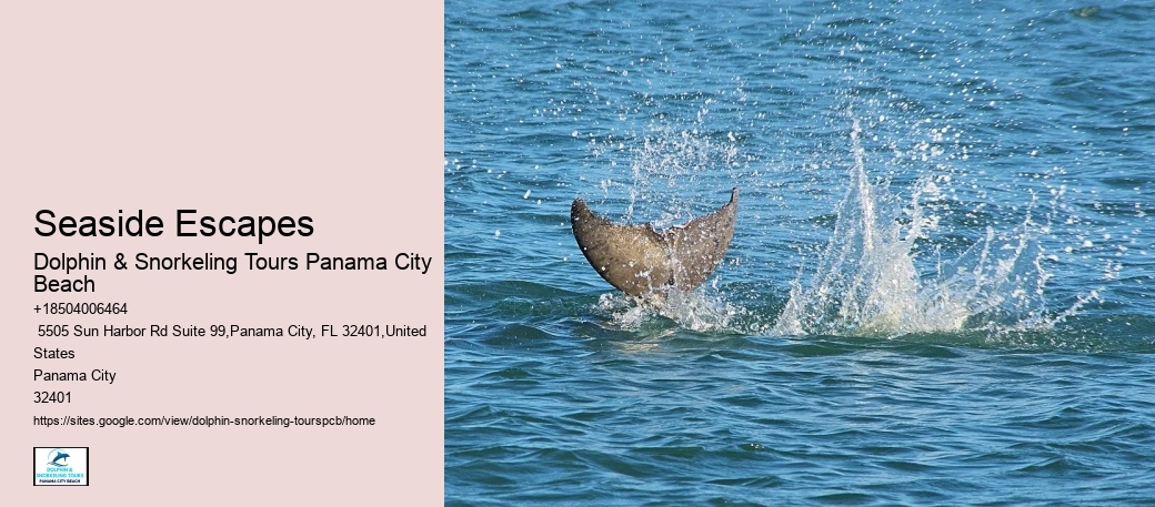 What Time Of Day Is Best To See Dolphins
