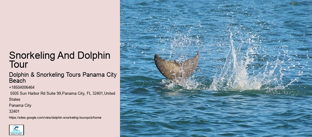 Dolphin Excursions Snorkel Adventure
