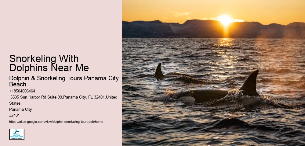 Snorkeling With Dolphins Near Me