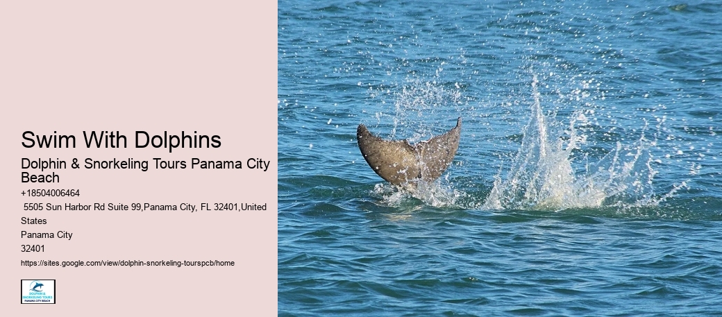 5 Tips For Swimming With Dolphins For The First Time